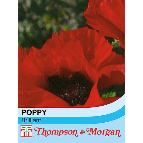 Poppy Orientale Brilliant Flower Seeds