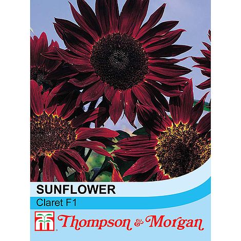 Sunflower Claret Flower Seeds