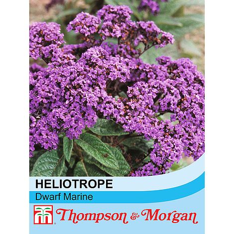 Heliotropum Dwarf Marine Flower Seeds