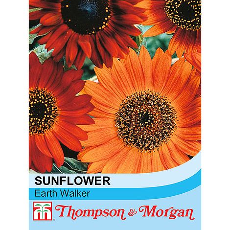 Sunflower Earth Walker Flower Seeds