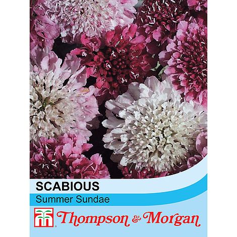 Scabiosa Summer Sundae Flower Seeds