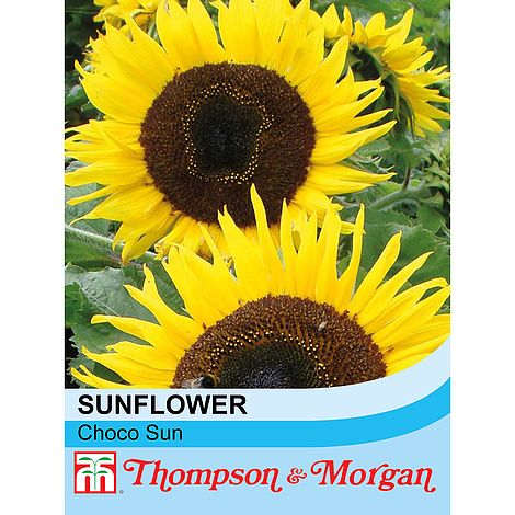 Sunflower Choco Sun Flower Seeds