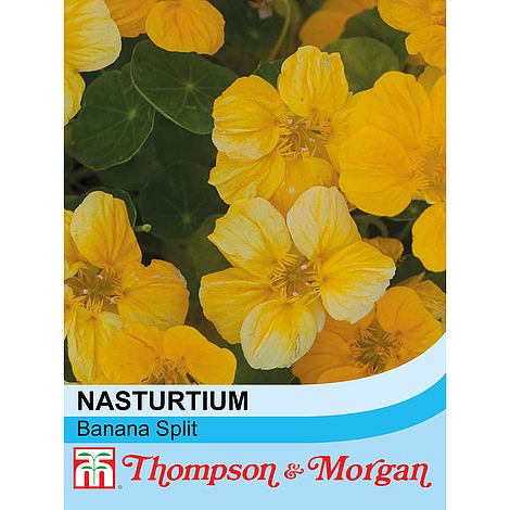 Nasturtium Banana Split Flower Seeds
