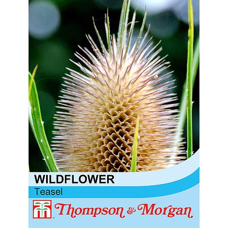 Wild Teasel Flower Seeds