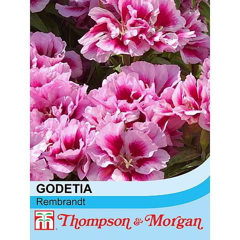Godetia Rembrandt Flower Seeds