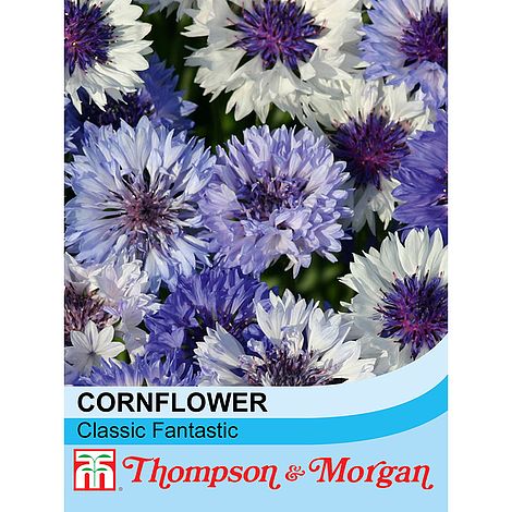Cornflower Classic Fantastic Flower Seeds