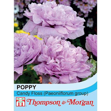 Poppy Candy Floss Flower Seeds