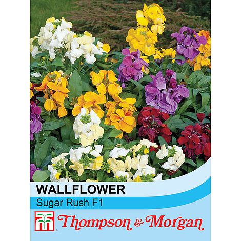 Wallflower Sugar Rush F1 Flower Seeds