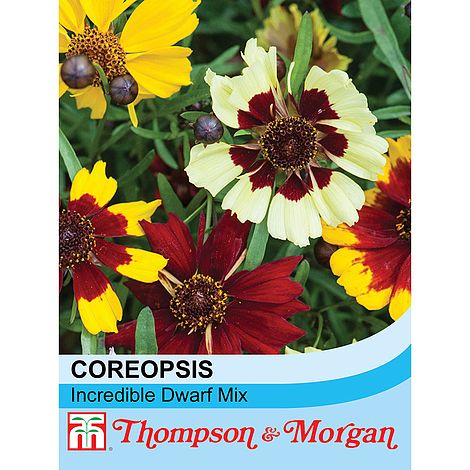 Coreopsis Incredible Dwarf Mixed Flower Seeds