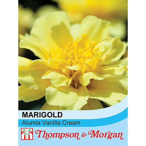 french vanilla marigold seeds Marigold Alumia Vanilla Cream (French) Flower Seeds