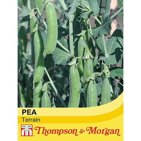 Pea Terrain Seeds