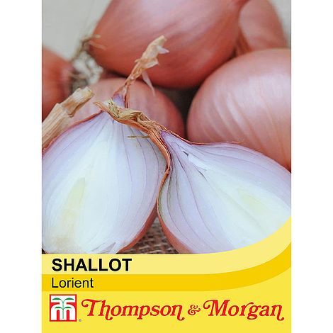 Shallot Lorient Seeds