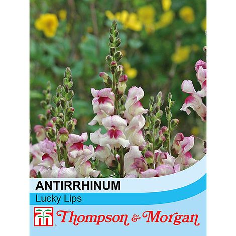 Antirrhinum Lucky Lips Flower Seeds