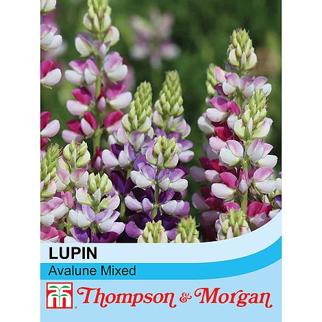 Lupin Avalune Mixed Flower Seeds