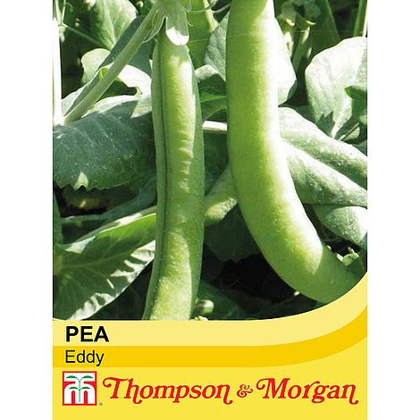 Pea Eddy Seeds