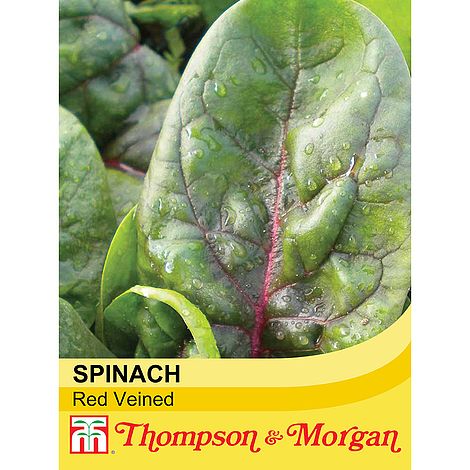 Spinach PV1390 Red Veined Seeds