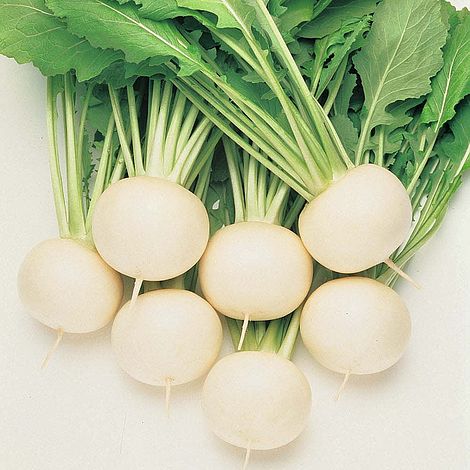 Turnip Oasis Seeds