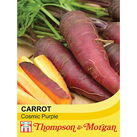 Carrot Cosmic Purple Seeds