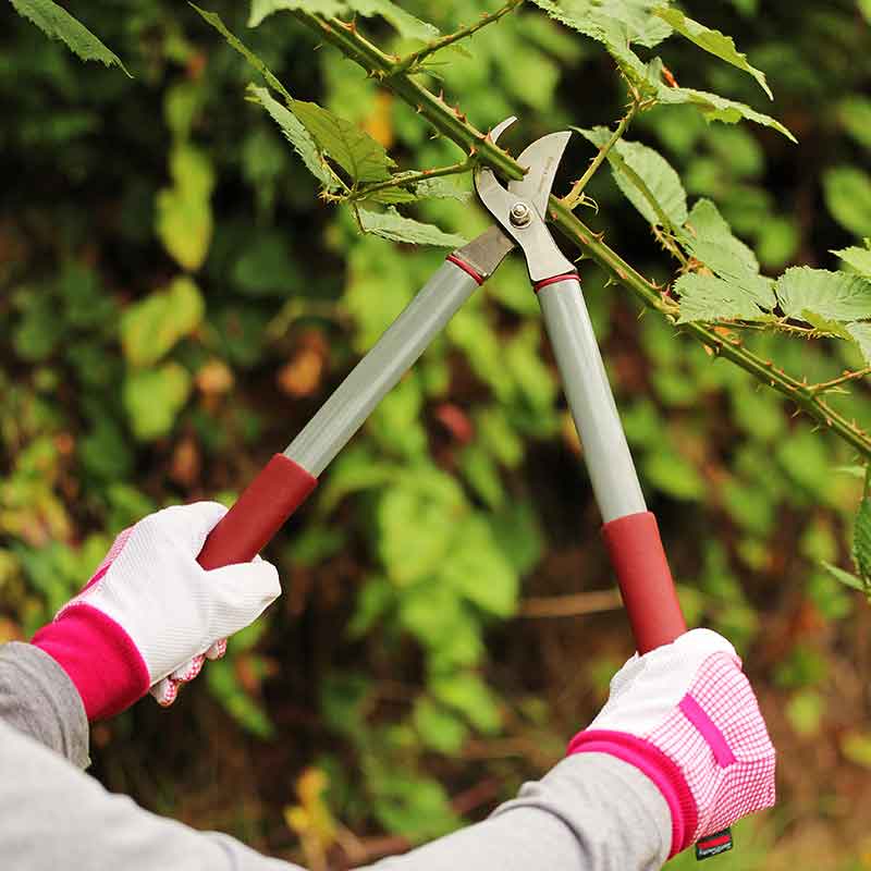 Loppers Bypass Garden Life