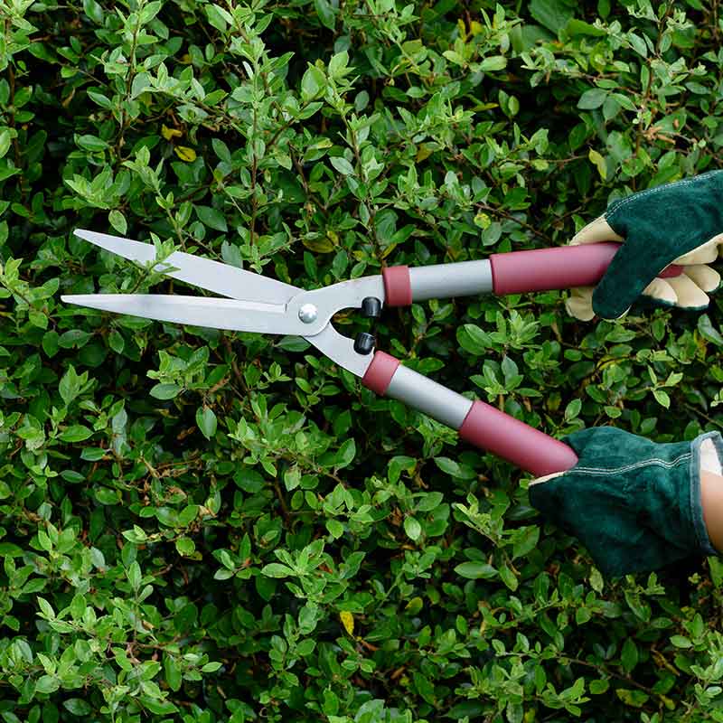 Shears Hedge Garden Life