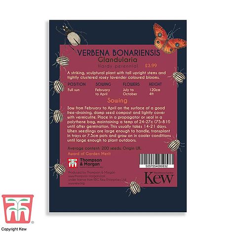 Verbena Bonariensis Flower Seeds