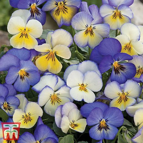 Viola Cool Summer Breeze Takii Mixed Flower Seeds