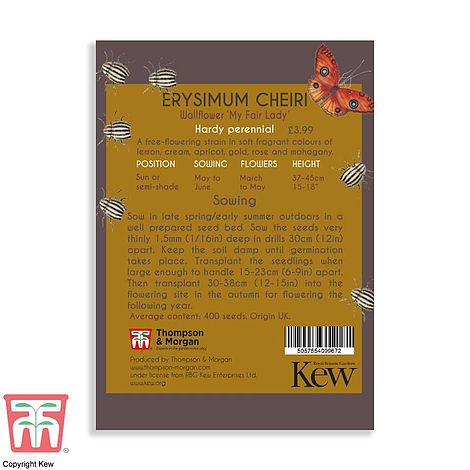 Erysimum Flower Seeds