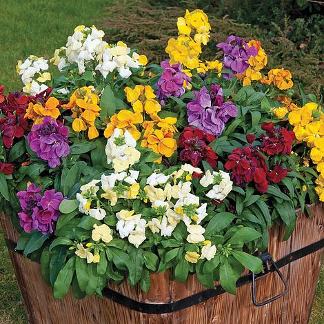 Wallflower Sugar Rush F1 Flower Seeds