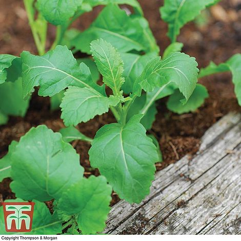 Rocket Wild Wasabi Herb Seeds