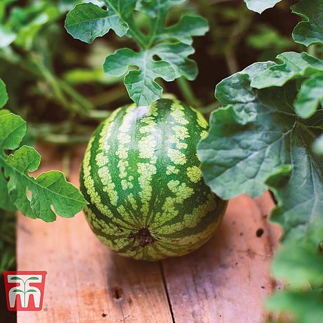 Watermelon Mini Love F1 Hybrid Seeds