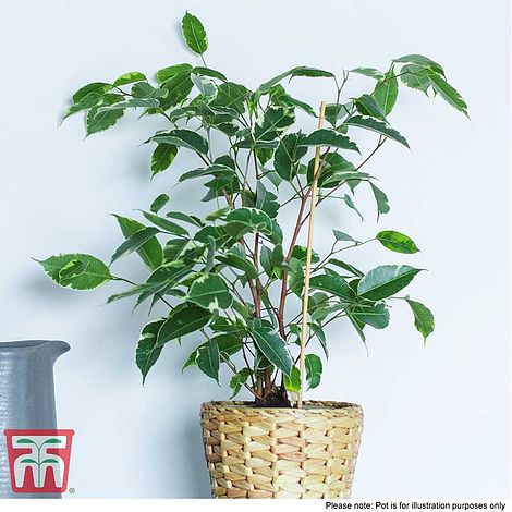 Weeping Fig Flower Seeds