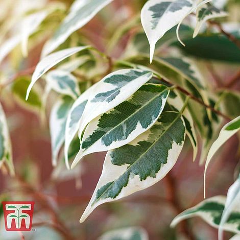 Weeping Fig Flower Seeds