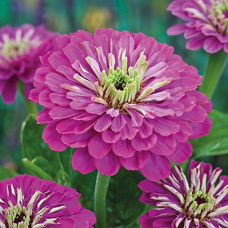 Zinnia Purple Prince Flower Seeds