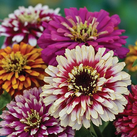 Zinnia Whirlygig Mixed Flower Seeds