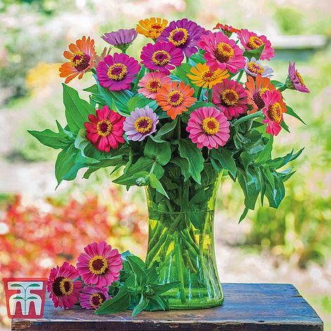 Zinnia Forecast