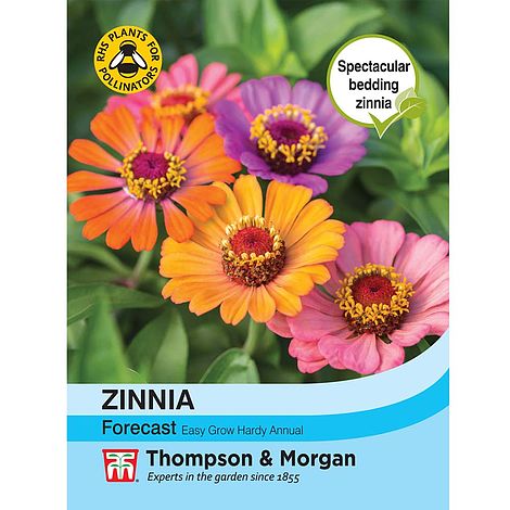 Zinnia Forecast