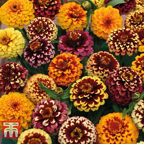 Zinnia Aztec Sunset Improved Flower Seeds