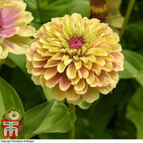 Zinnia Queeny Mixed Flower Seeds