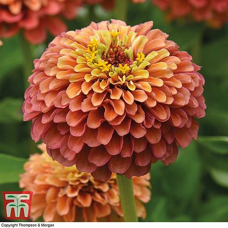 Zinnia Queeny Mixed Flower Seeds