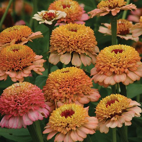Zinnia Elegans Zinderella Peach Flower Seeds
