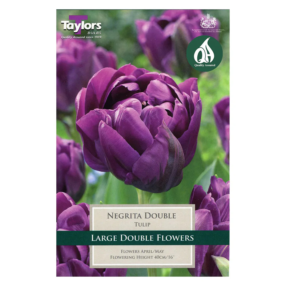 Tulip Negrita Double Bulbs