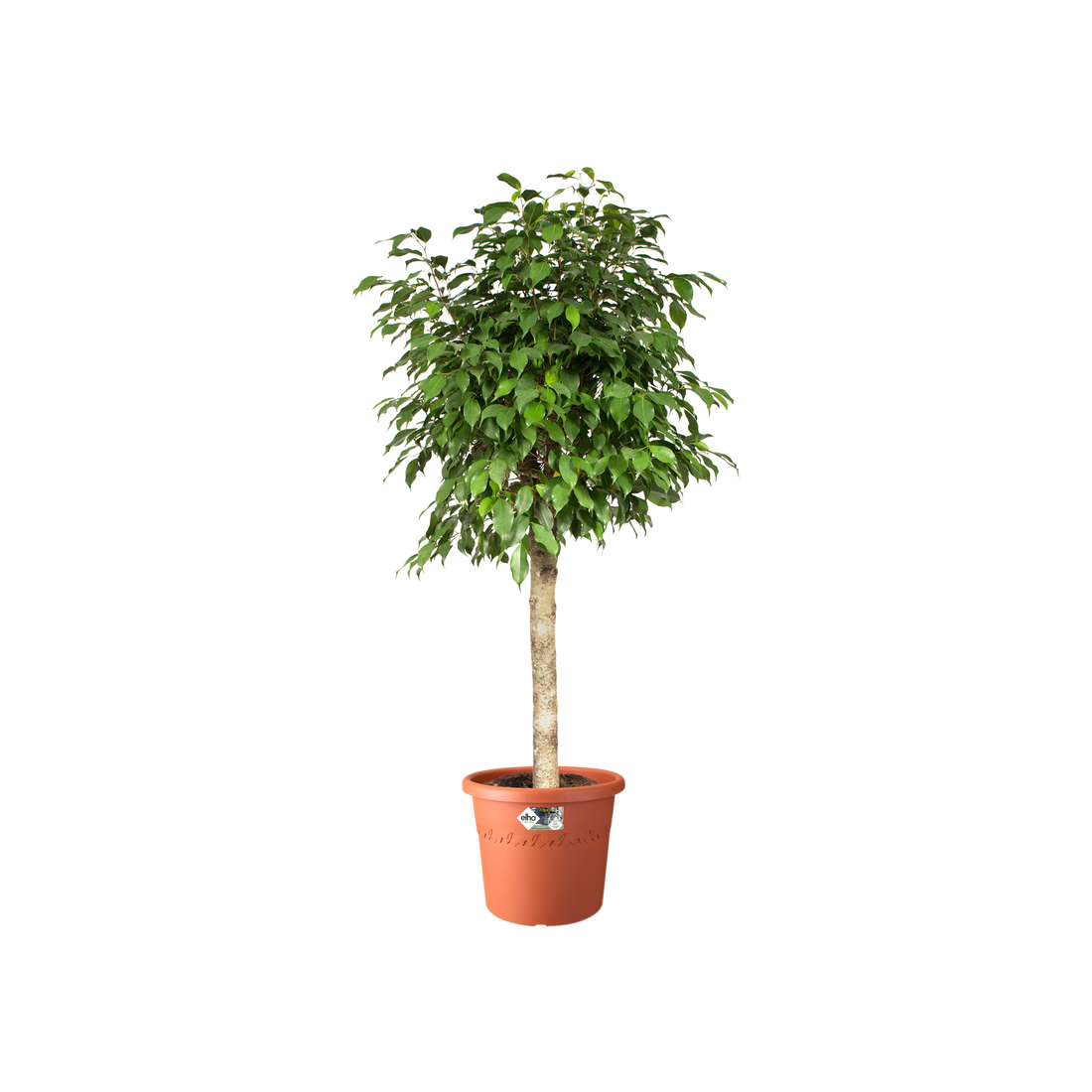 Algarve Cilindro 21cm Terra | Cornwall Garden Shop | UK