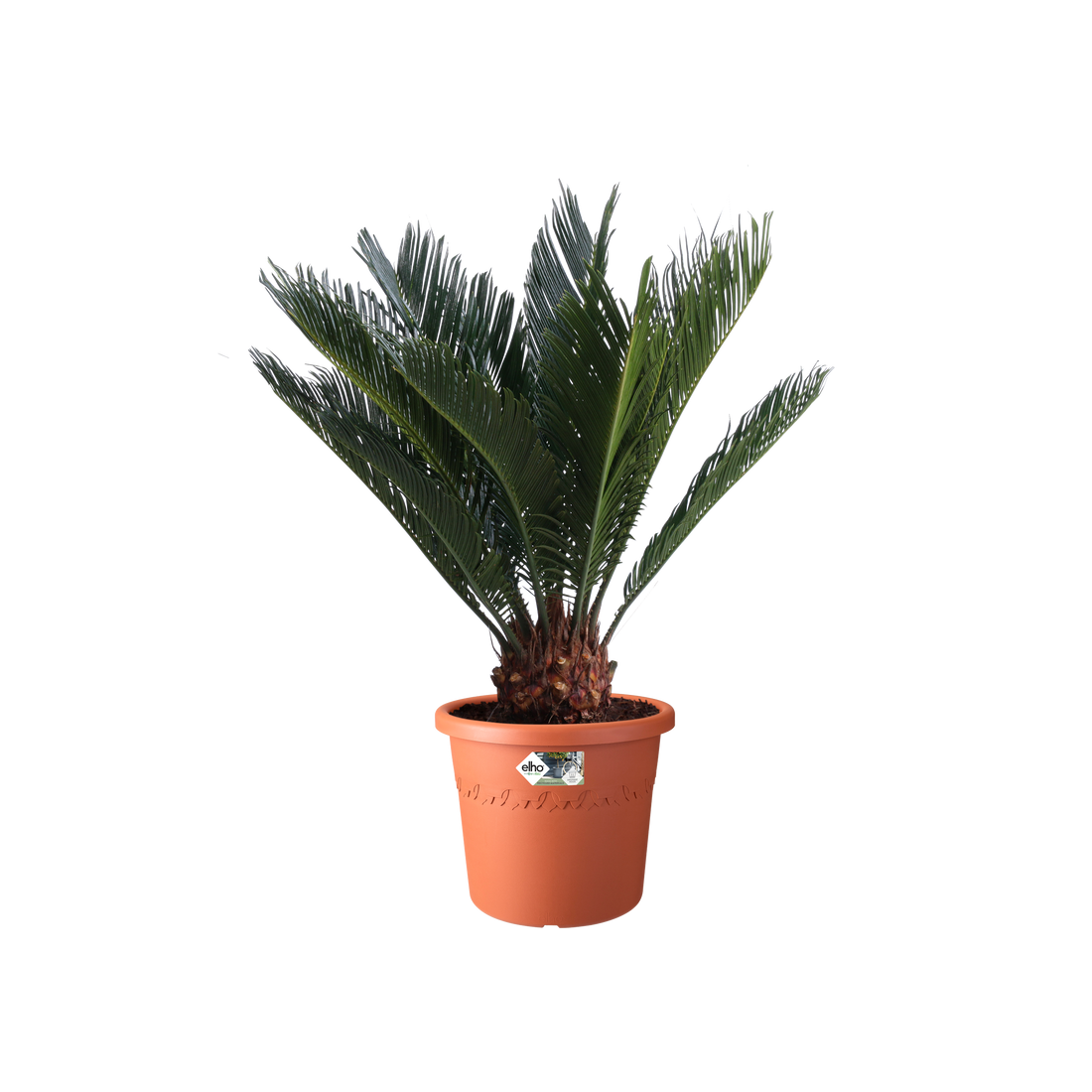 Algarve Cilindro 21cm Terra | Cornwall Garden Shop | UK