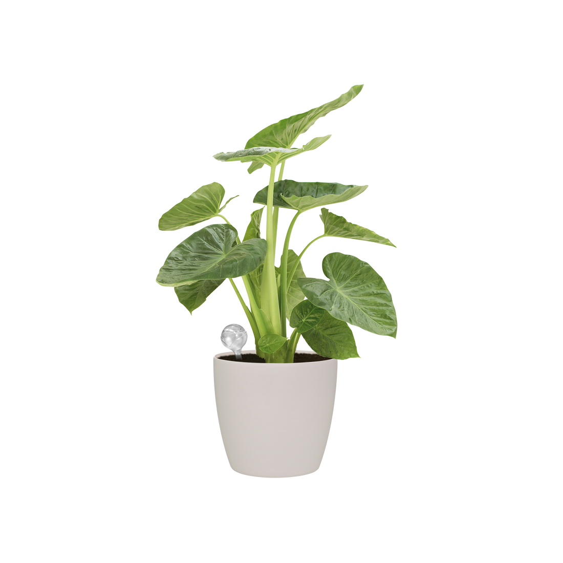 Aqua Care Waterers Clear