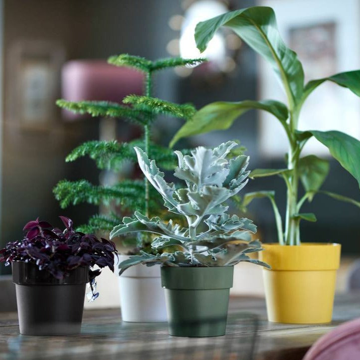 b.for Original Round 14cm Indoor Pot Living Black | Cornwall Garden Shop | UK