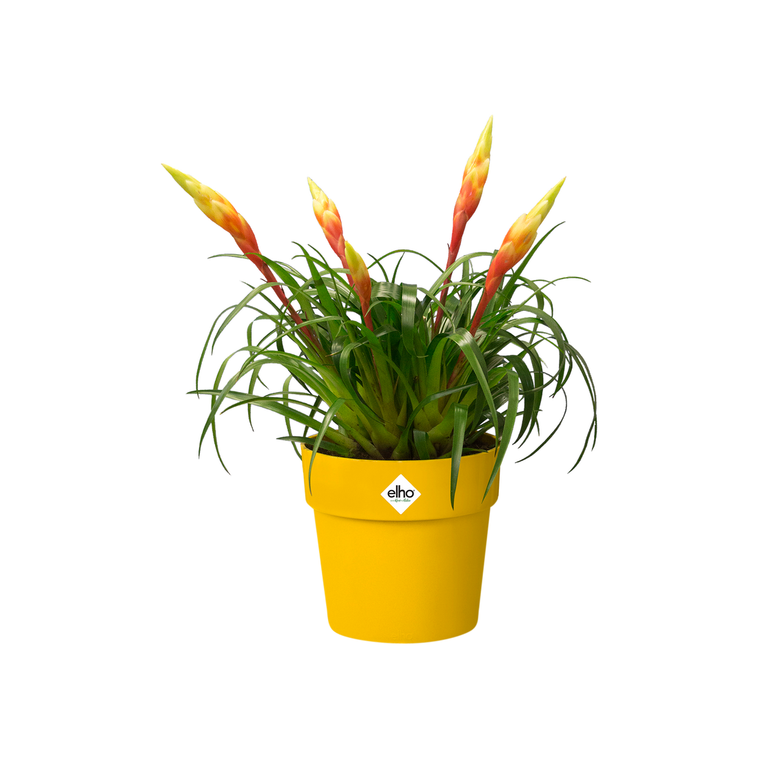 b.For Original Round 30cm Ochre