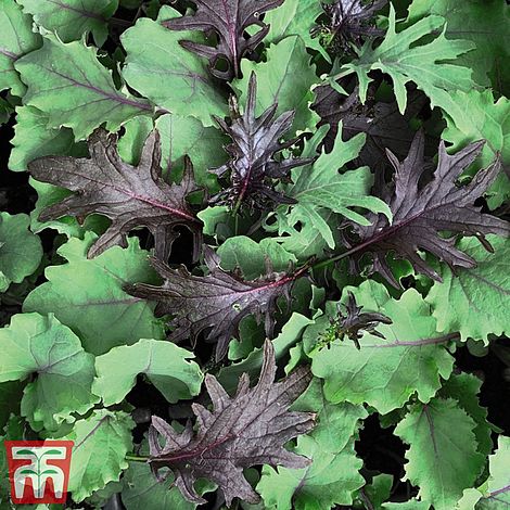 Kale Babyleaf Mix Seeds