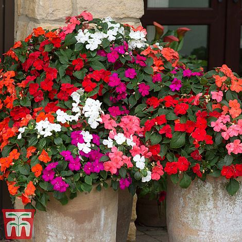 Busy Lizzie Beacon Mixed Flower Seeds