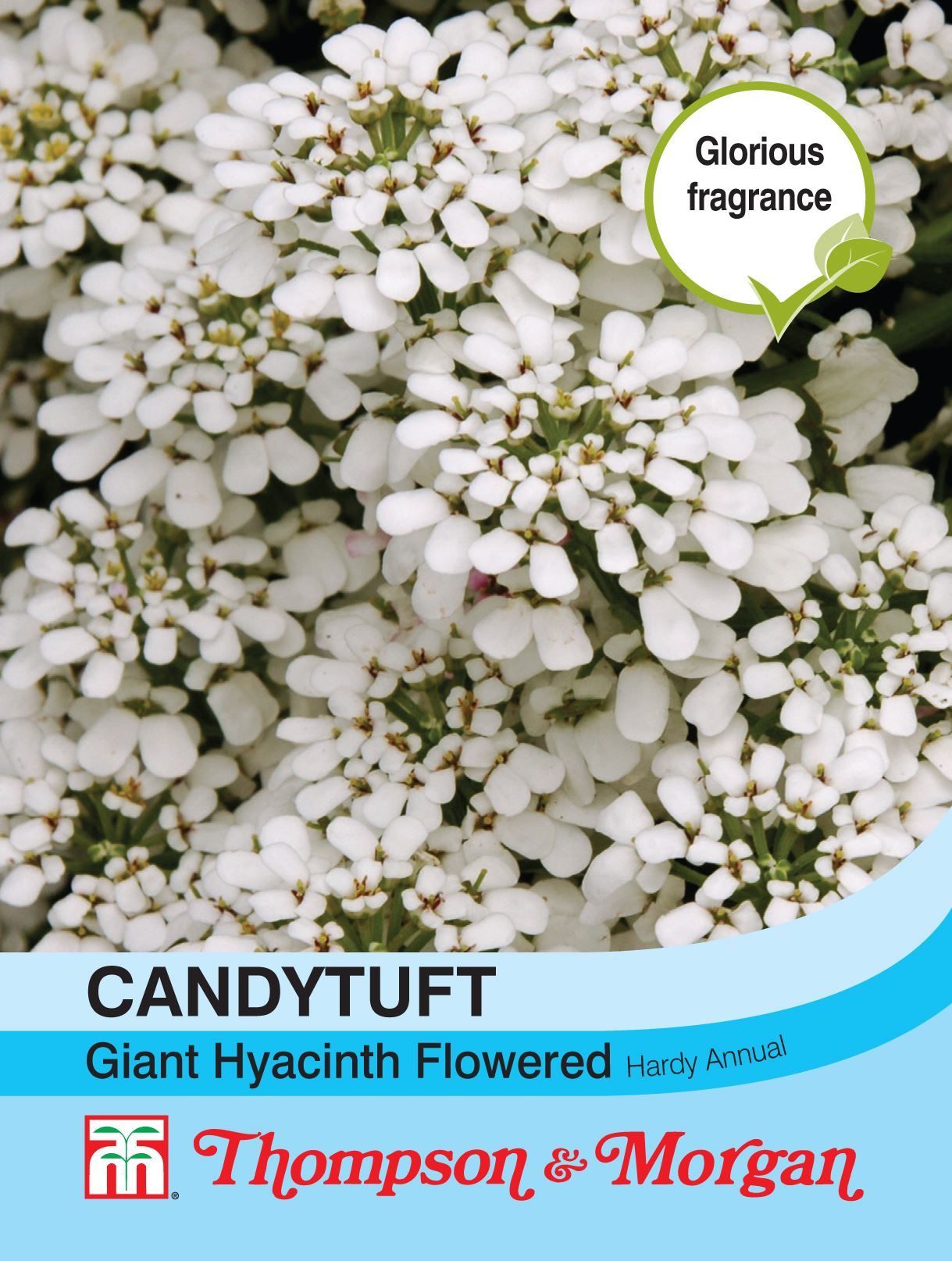 Candytuft Giant Hyacinth Flower Seeds
