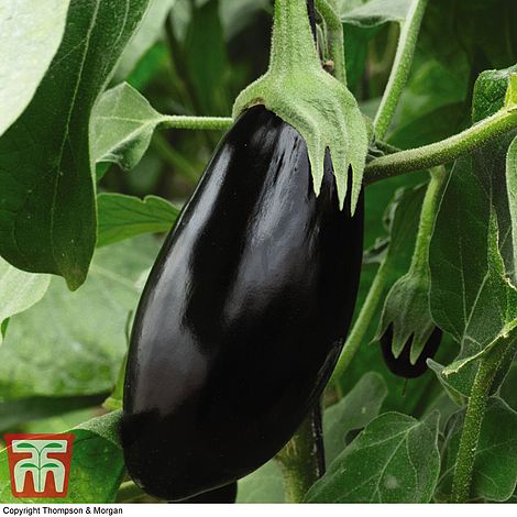 Aubergine Black Beauty Vegetable Seeds